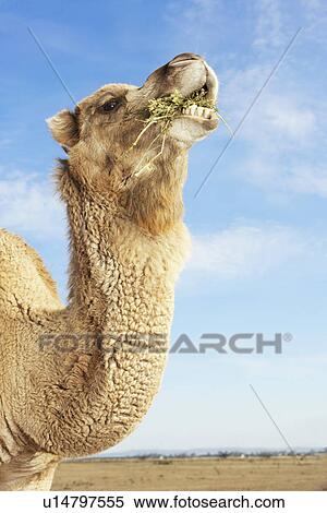 Stock Photography - Camel in field eating side view of neck and head. Fotosearch