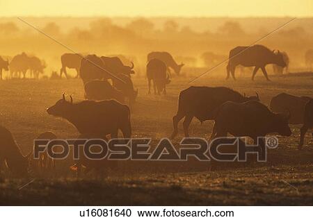 Cape Buffalo (Syncerus Caffer) grazing on savannah at sunset View Large Photo Image Stock Image - Cape Buffalo (Syncerus Caffer) grazing on savannah at sunset. Fotosearch