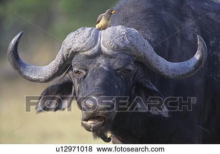 Cape Buffalo (Syncerus Caffer) with bird on head close-up View Large Photo Image Stock Photo - Cape Buffalo (Syncerus Caffer) with bird on head close-up. Fotosearch