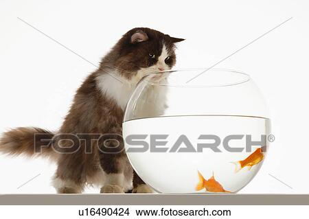 Picture - Cat looking at two goldfish in fishbowl front view. Fotosearch