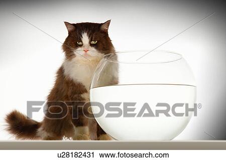 Cat sitting by empty fishbowl View Large Photo Image Stock Image - Cat sitting by empty fishbowl. Fotosearch