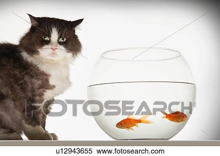 Cat sitting by fishbowl containing two goldfish View Large Photo Image Stock Photography - Cat sitting by fishbowl containing two goldfish. Fotosearch