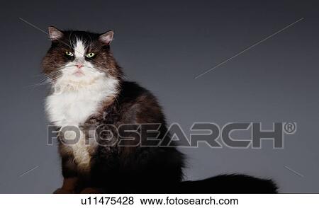 Cat sitting View Large Photo Image Stock Photo - Cat sitting. Fotosearch