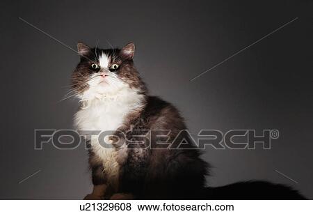 Stock Photo - Cat sitting. Fotosearch