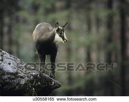 Stock Photography - Chamois balancing on rock in forest. Fotosearch