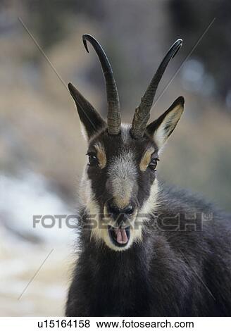 Stock Photo - Chamois (rupicapra rupicapra) head and shoulders. Fotosearch