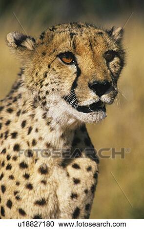 Cheetah (Acinonyx Jubatus) close-up View Large Photo Image Stock Image - Cheetah (Acinonyx Jubatus) close-up. Fotosearch