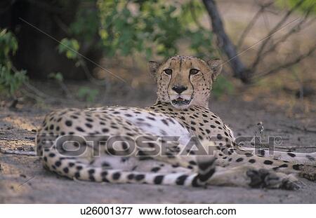 Cheetah (Acinonyx Jubatus) lying on sand View Large Photo Image Stock Photo - Cheetah (Acinonyx Jubatus) lying on sand. Fotosearch