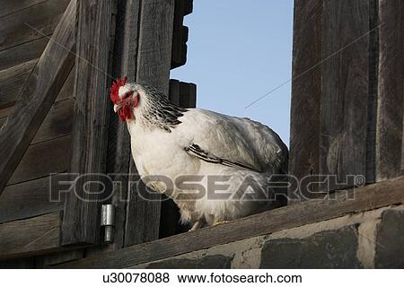 Chicken in hen house View Large Photo Image Stock Photo - Chicken in hen house. Fotosearch