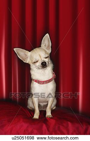 Stock Photo - Chihuahua eyes closed sitting on red pillow. Fotosearch