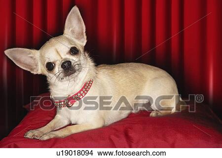 Chihuahua lying on red pillow View Large Photo Image Picture - Chihuahua lying on red pillow. Fotosearch
