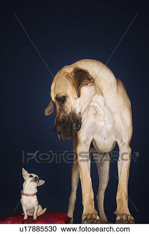 Chihuahua sitting on red pillow Great Dane standing alongside front view View Large Photo Image Stock Image - Chihuahua sitting on red pillow Great Dane standing alongside front view. Fotosearch