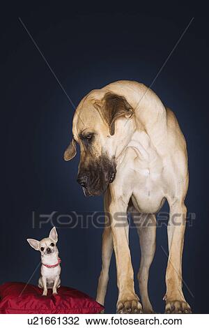 Chihuahua sitting on red pillow Great Dane standing alongside front view View Large Photo Image Stock Image - Chihuahua sitting on red pillow Great Dane standing alongside front view. Fotosearch
