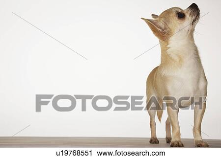 Chihuahua standing looking up front view View Large Photo Image Stock Image - Chihuahua standing looking up front view. Fotosearch