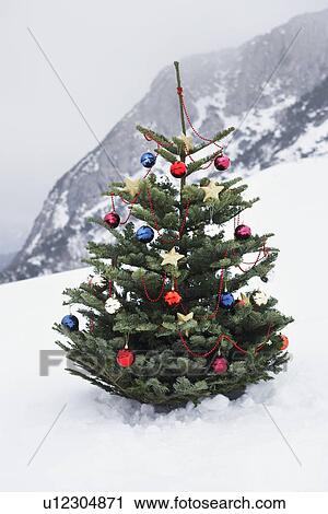 Christmas tree on mountain slope View Large Photo Image Stock Image - Christmas tree on mountain slope. Fotosearch