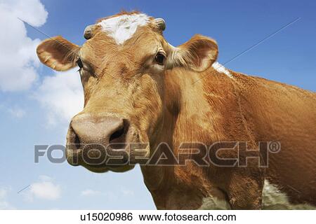 Stock Photograph - Close-up low angle view of brown cow against blue sky. Fotosearch