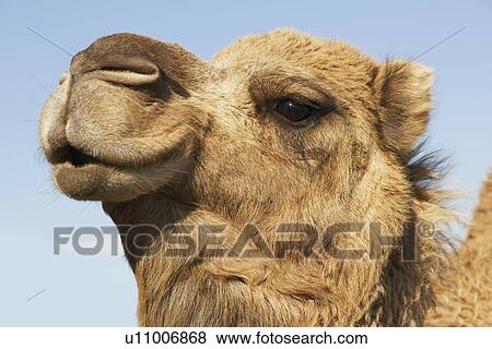 Stock Photo - Close-up of camel's head against blue sky. Fotosearch