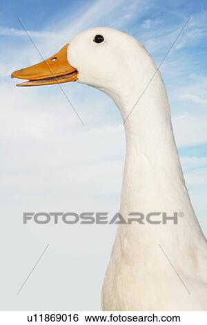 Stock Photograph - Close-up of goose against sky (digital composite). Fotosearch
