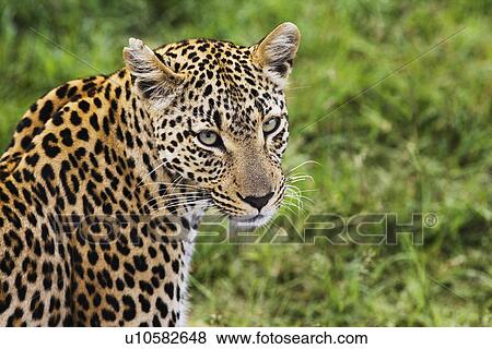 Close-up of leopard (Panthera pardus) looking at camera View Large Photo Image Stock Photo - Close-up of leopard (Panthera pardus) looking at camera. Fotosearch