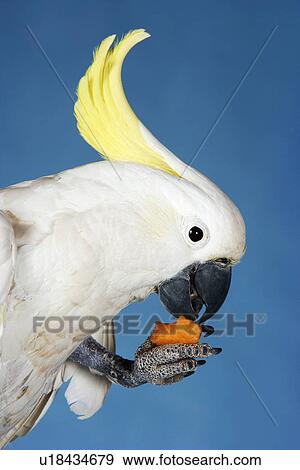 Stock Photo - Cockatoo eating on blue background side view. Fotosearch