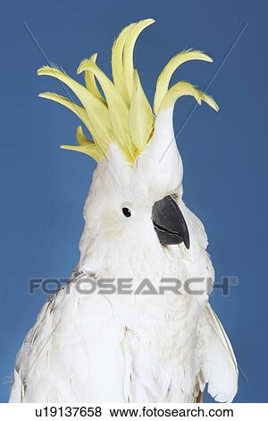 Cockatoo on blue background View Large Photo Image Stock Photo - Cockatoo on blue background. Fotosearch