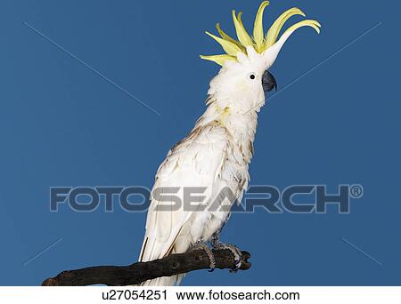 Cockatoo perching on blue background side view View Large Photo Image Stock Image - Cockatoo perching on blue background side view. Fotosearch