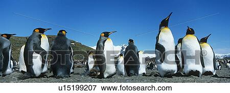 Stock Photo - Colony of Penguins. Fotosearch