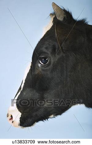 Stock Photo - Cow against blue background close-up of head side view. Fotosearch