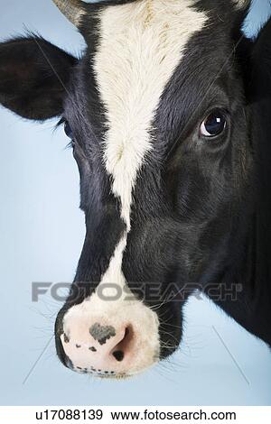 Cow against blue background close-up of head View Large Photo Image Stock Photo - Cow against blue background close-up of head. Fotosearch