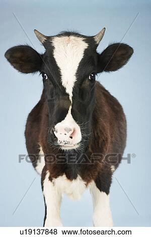 Stock Photo - Cow against blue background front view. Fotosearch