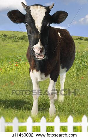 Cow in green field behind fence (Digital Composite) View Large Photo Image Stock Image - Cow in green field behind fence (Digital Composite). Fotosearch
