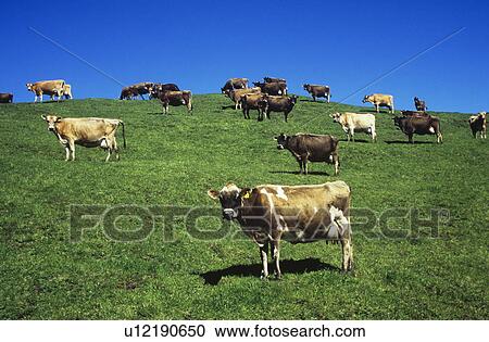 Stock Image - Cows in field on hill. Fotosearch