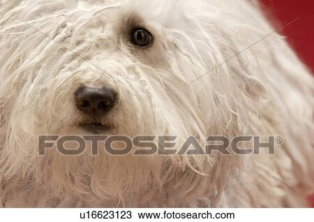 Stock Image - Cute Komondor dog close-up. Fotosearch
