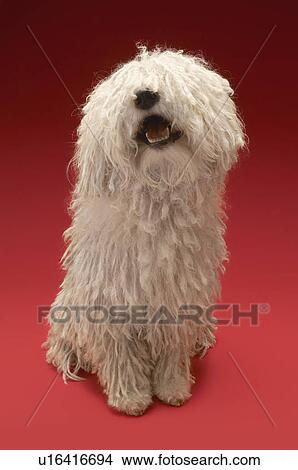 Picture - Cute Komondor dog on red background. Fotosearch