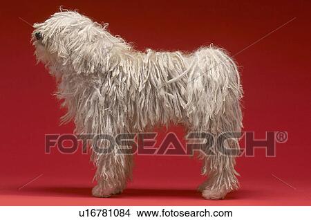 Picture - Cute Komondor dog on red background. Fotosearch