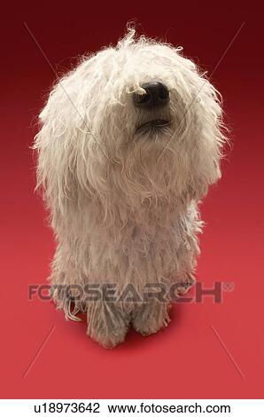 Cute Komondor dog on red background View Large Photo Image Stock Image - Cute Komondor dog on red background. Fotosearch