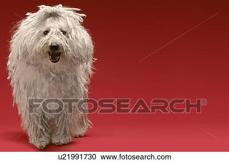 Stock Image - Cute Komondor dog on red background. Fotosearch