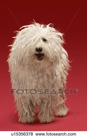 Cute Komondor dog on red background View Large Photo Image Stock Photo - Cute Komondor dog on red background. Fotosearch