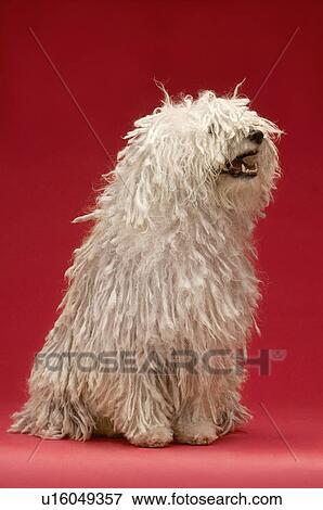 Cute Komondor dog on red background View Large Photo Image Stock Photo - Cute Komondor dog on red background. Fotosearch