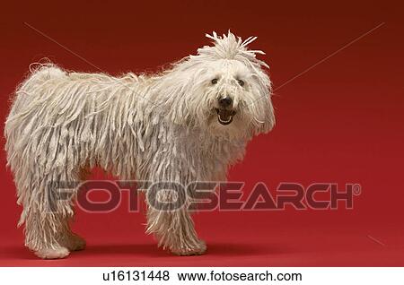 Stock Photo - Cute Komondor dog on red background. Fotosearch