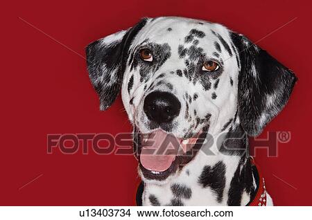 Dalmatian close-up mouth open View Large Photo Image Picture - Dalmatian close-up mouth open. Fotosearch