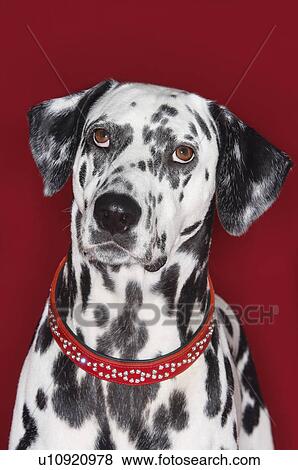 Stock Photo - Dalmatian sitting looking up close-up. Fotosearch