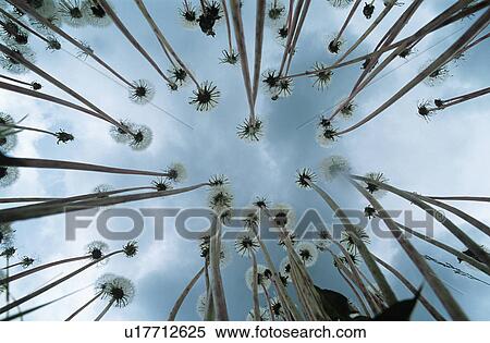 Stock Photography - Dandelions view from below. Fotosearch