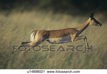 Stock Image - Deer galloping on savannah. Fotosearch