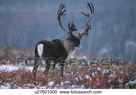 Deer in snow View Large Photo Image Stock Image - Deer in snow. Fotosearch