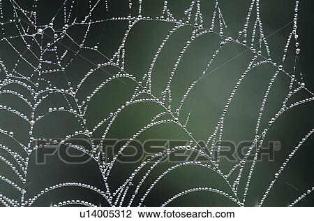 Dew covered spiders web View Large Photo Image Stock Image - Dew covered spiders web. Fotosearch