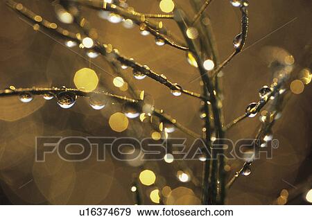 Dew on branches close-up View Large Photo Image Stock Photo - Dew on branches close-up. Fotosearch