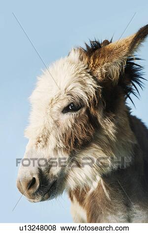 Stock Photo - Donkey against blue background close-up of head side view. Fotosearch