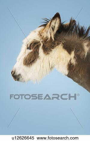 Stock Photography - Donkey against blue background eyes closed close-up of head side view. Fotosearch