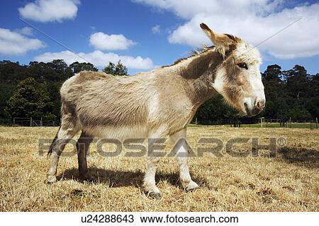 Stock Image - Donkey in field side view. Fotosearch